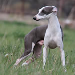 Phantom of Special Acres - Blue Irish Split-Face Italian Greyhound